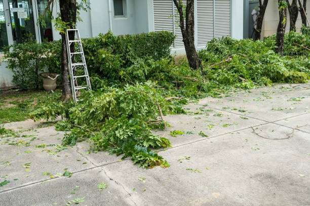 How Our Tree Care Process Works  in  Commerce, GA